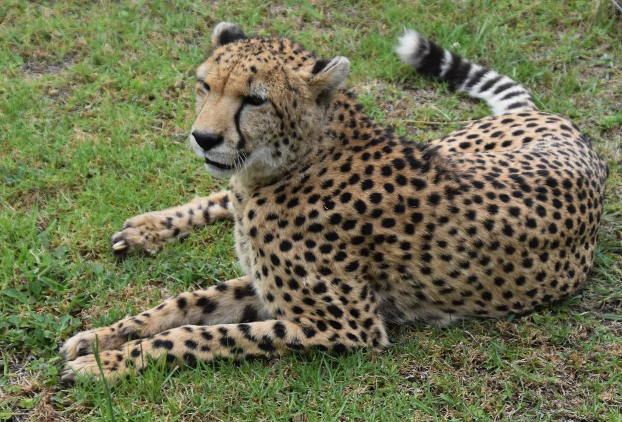 Farm stay Tenikwa Wildlife Centre & *