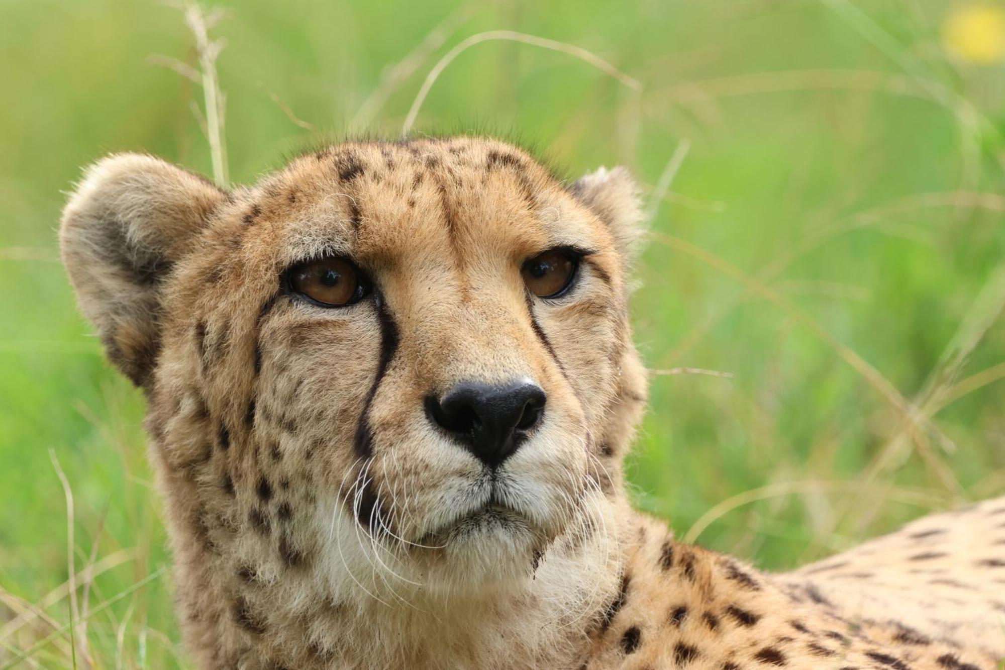 Tenikwa Wildlife Centre & Farm stay Plettenberg Bay