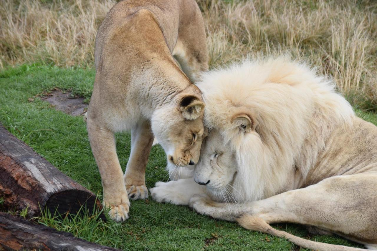Tenikwa Wildlife Centre & Plettenberg Bay