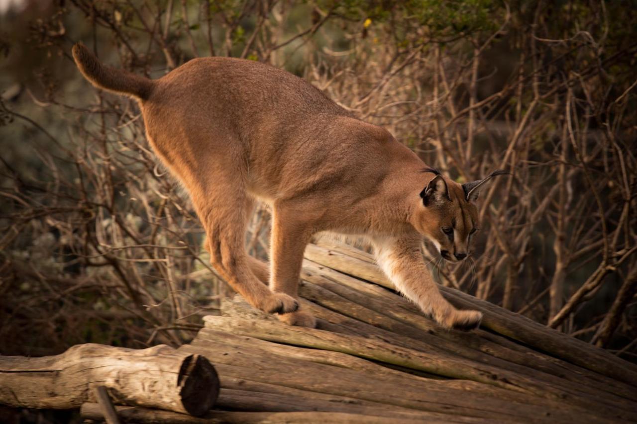 Tenikwa Wildlife Centre & Plettenberg Bay